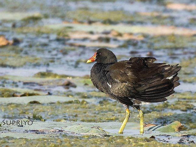 Gallinule poule-d'eau - ML377405181