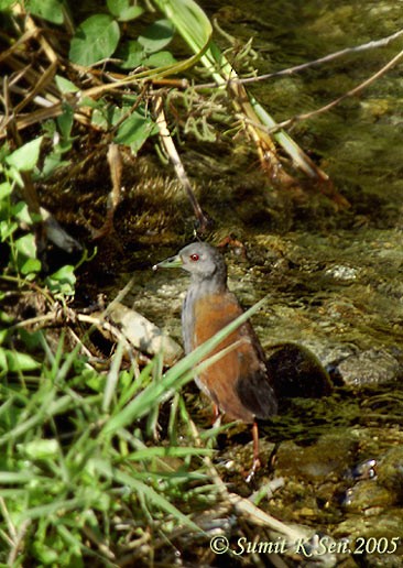 Black-tailed Crake - ML377405901