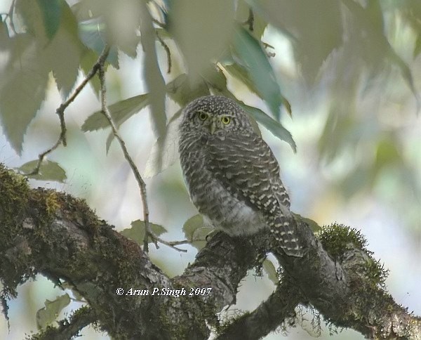 Collared Owlet - ML377406461