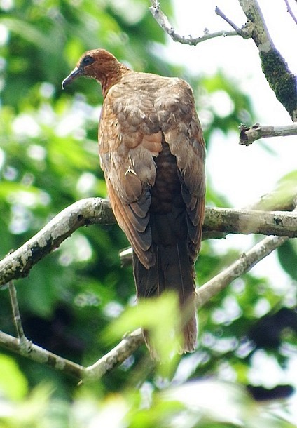 Enggano Cuckoo-Dove - ML377406471