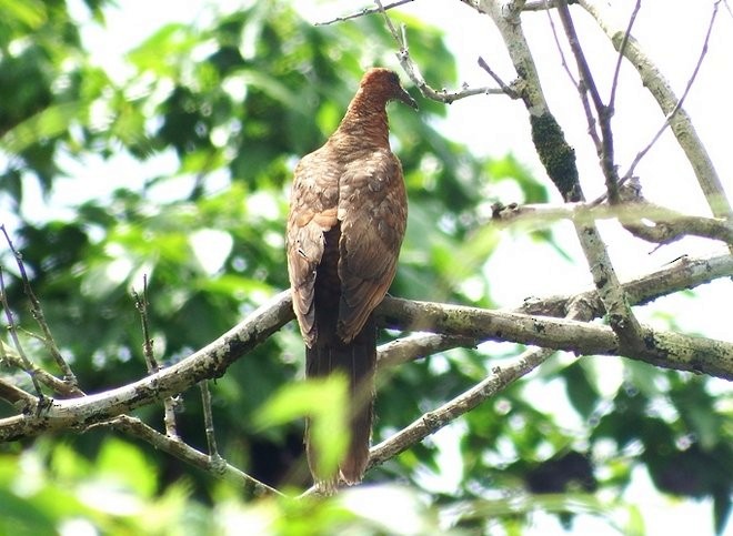 Enggano Cuckoo-Dove - Muhammad Iqbal