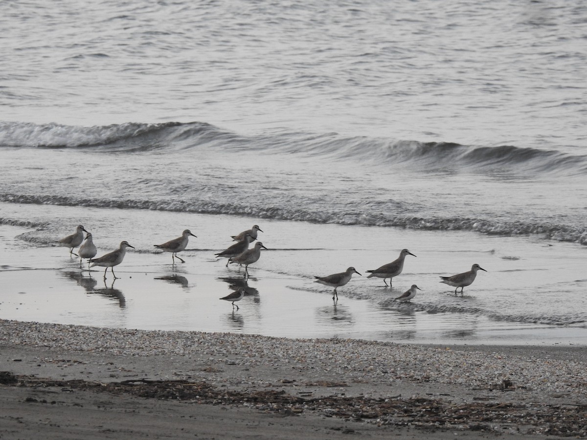 Red Knot - ML377407971