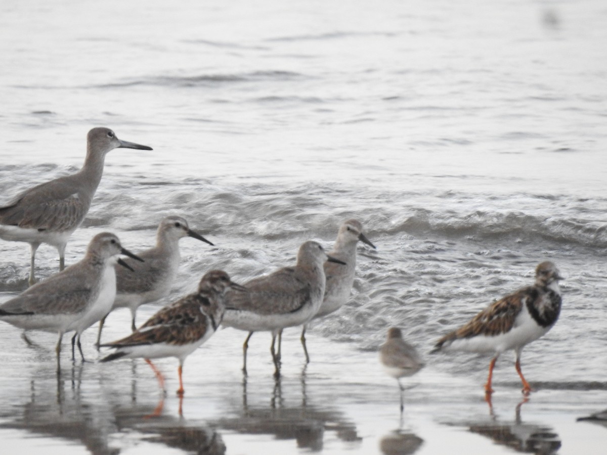 Red Knot - ML377407991