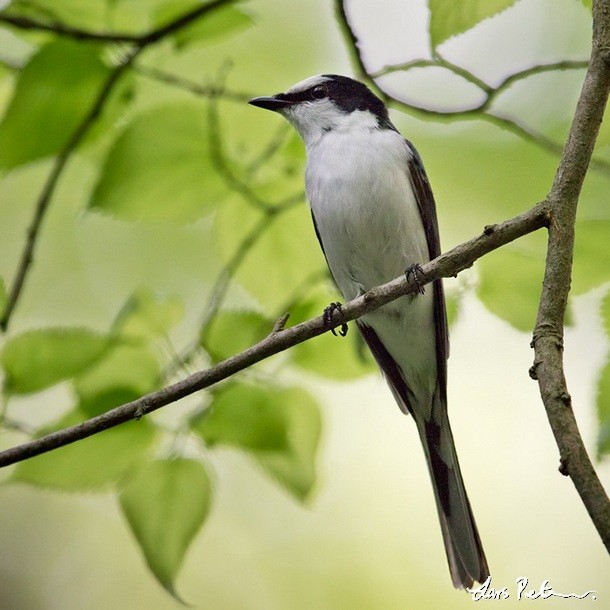 Minivet Ceniciento - ML377408011