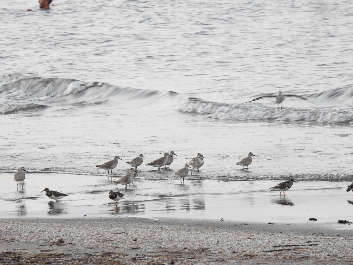 Red Knot - ML377408061