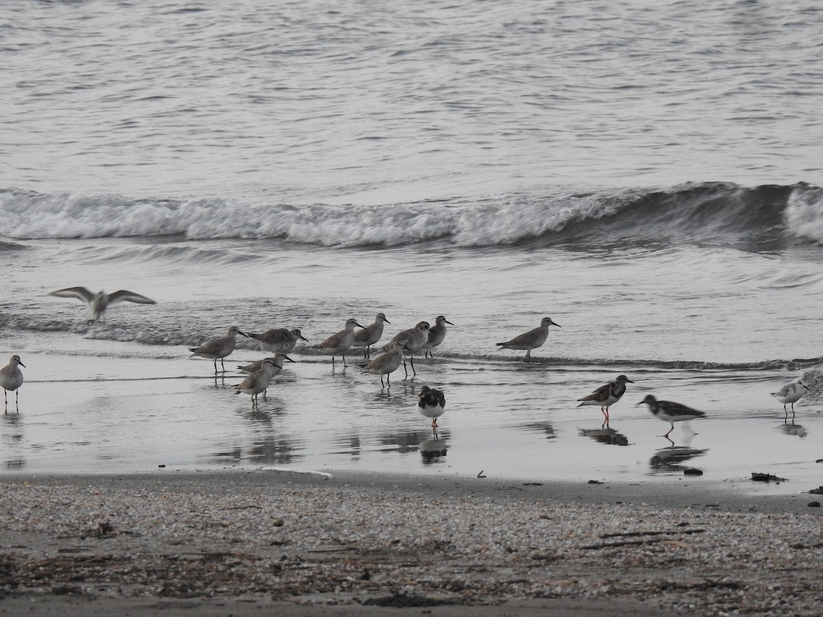 Red Knot - ML377408091