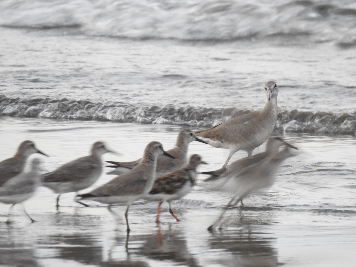 Red Knot - ML377408171