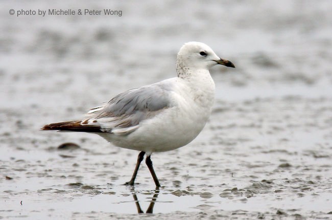 Gaviota Relicta - ML377408821