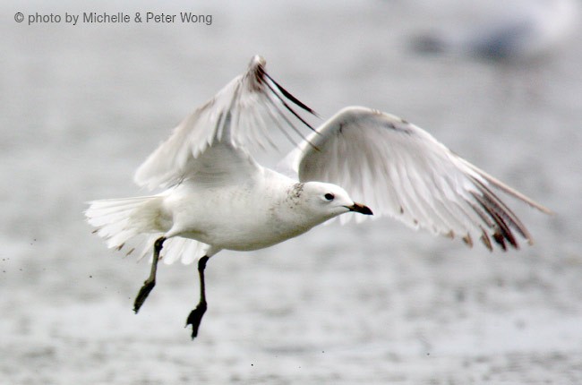 Gaviota Relicta - ML377408871