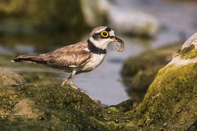 Little Ringed Plover - ML377408971