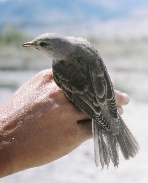Barred Warbler - ML377410481