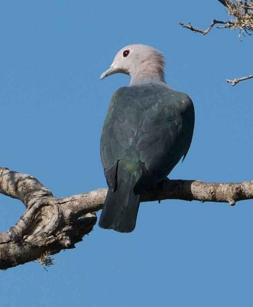 Green Imperial-Pigeon (Green) - ML377411251