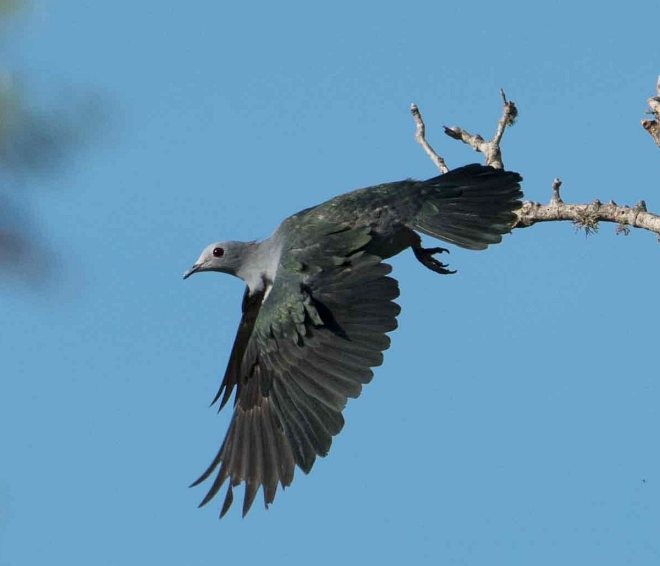 Green Imperial-Pigeon (Green) - ML377411261