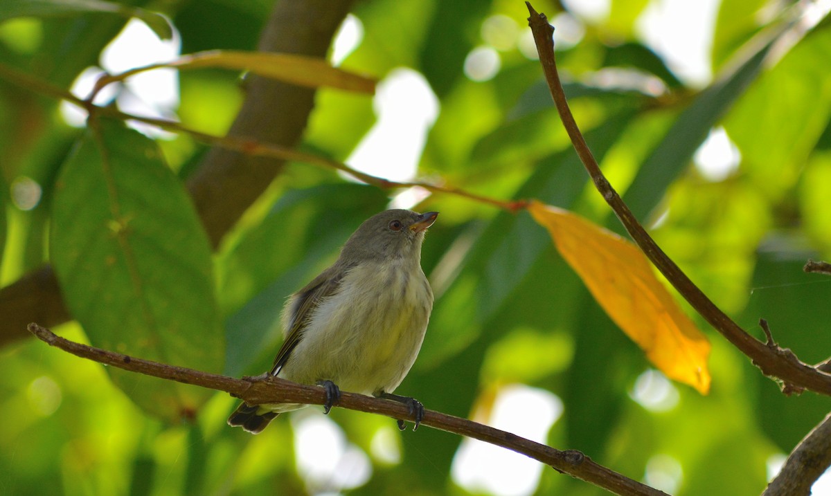 Thick-billed Flowerpecker - ML37741301