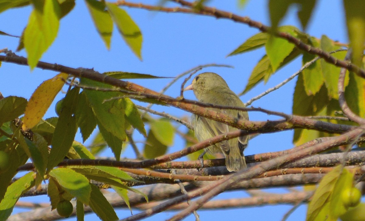 Pale-billed Flowerpecker - ML37741341