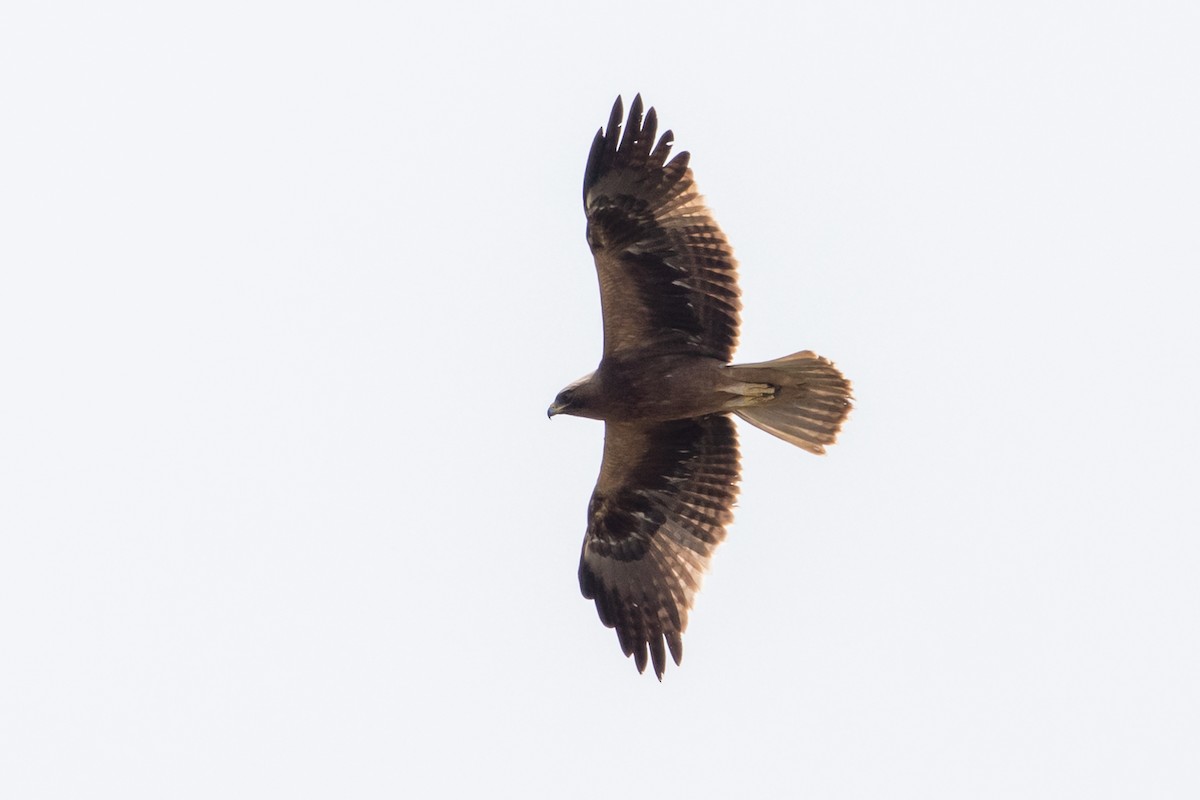 Booted Eagle - ML377413751