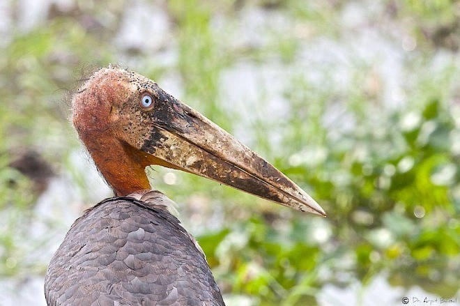 Greater Adjutant - Arpit Bansal