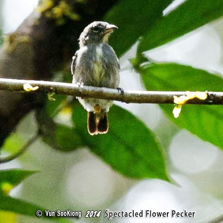 Spectacled Flowerpecker - ML377414721