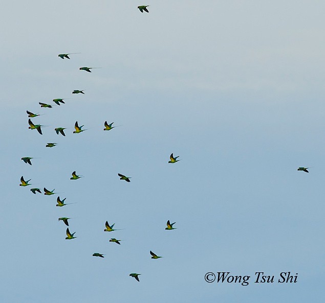 Uzun Kuyruklu Yeşil Papağan (longicauda/defontainei) - ML377414931
