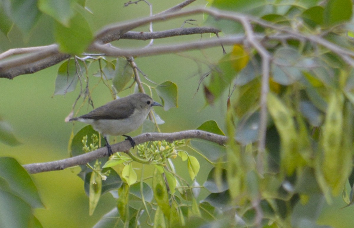 Nilgiri Flowerpecker - ML37741511