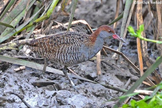 Slaty-breasted Rail - ML377415521