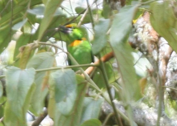 Flame-fronted Barbet - James Eaton