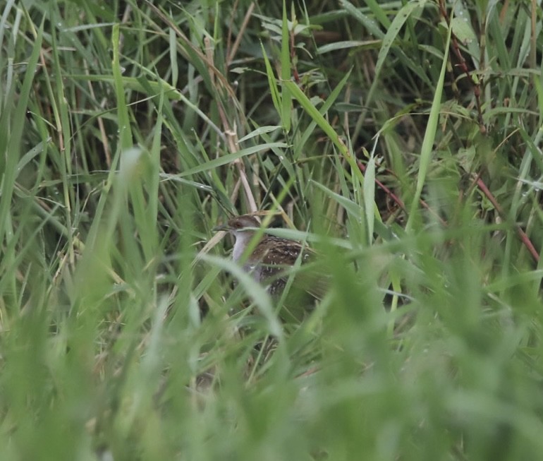 Baillon's Crake - ML377417931