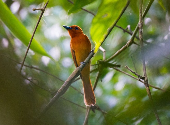 Rufous Paradise-Flycatcher (Southern) - ML377417981