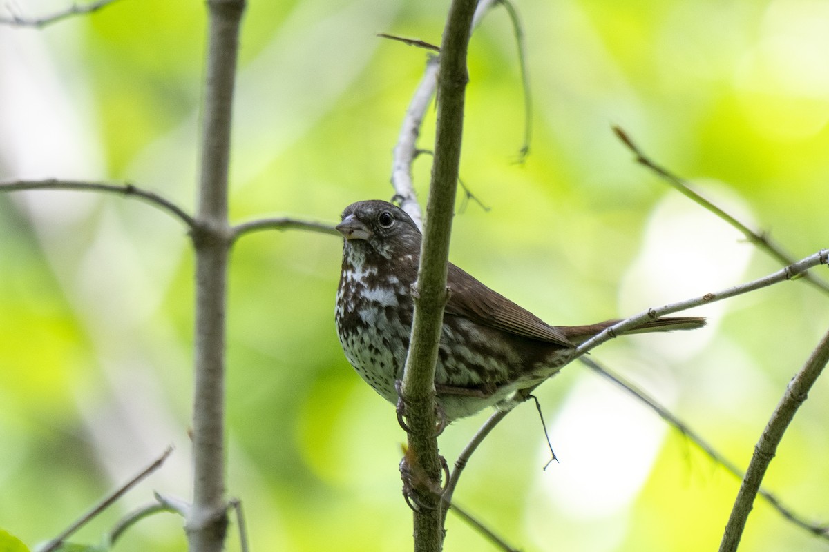 Fox Sparrow - ML377418001