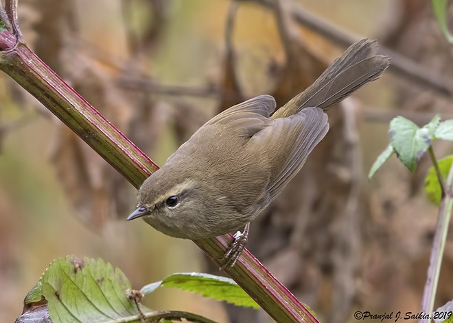 Brownish-flanked Bush Warbler (Brownish-flanked) - ML377418691