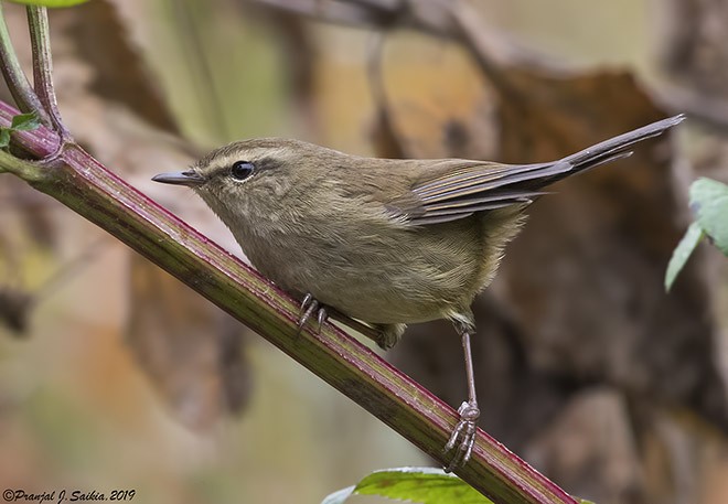 Brownish-flanked Bush Warbler (Brownish-flanked) - ML377418701