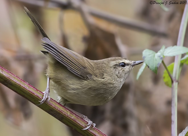 Brownish-flanked Bush Warbler (Brownish-flanked) - Pranjal J. Saikia