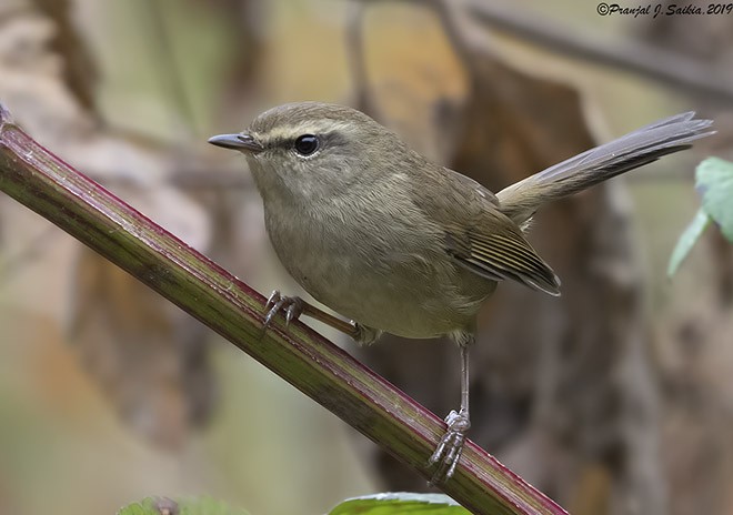 Brownish-flanked Bush Warbler (Brownish-flanked) - Pranjal J. Saikia