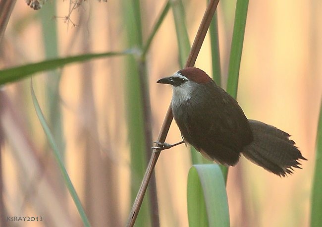 Chestnut-capped Babbler - ML377419061