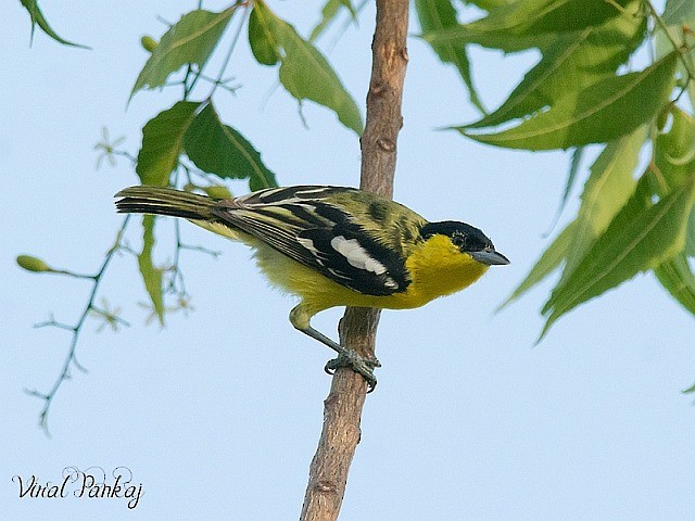 Common Iora - Pankaj Maheria