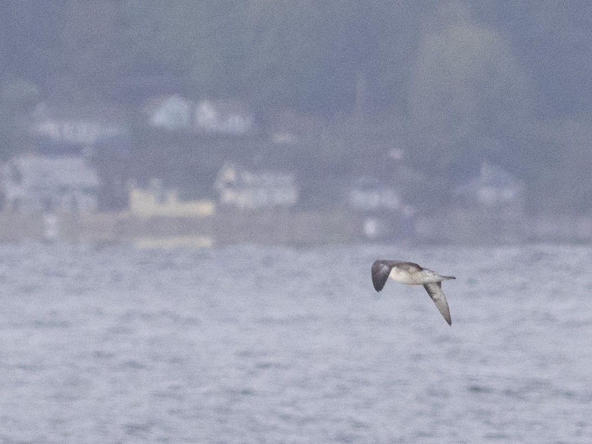 Northern Fulmar - ML377420151