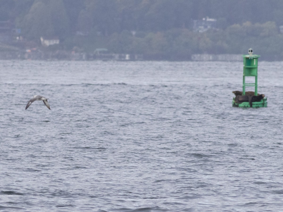 Fulmar Boreal - ML377420181