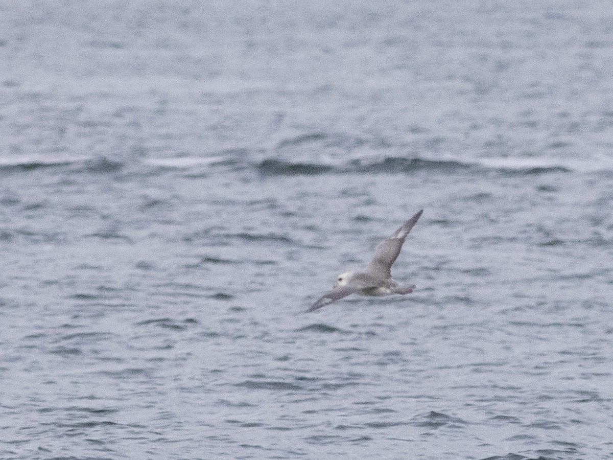 Fulmar boréal - ML377420241