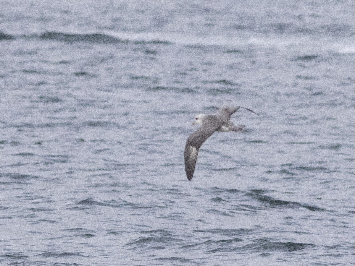 Northern Fulmar - ML377420341