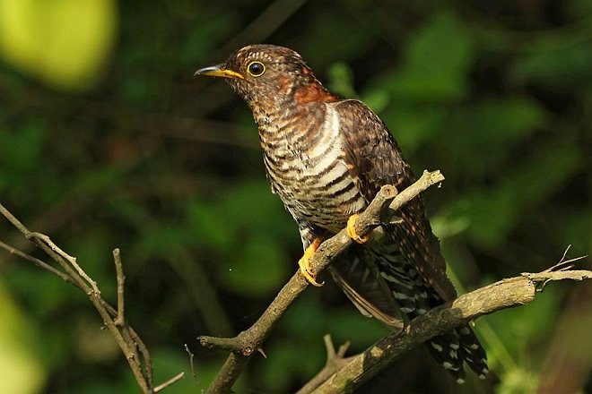 Lesser Cuckoo - ML377420541