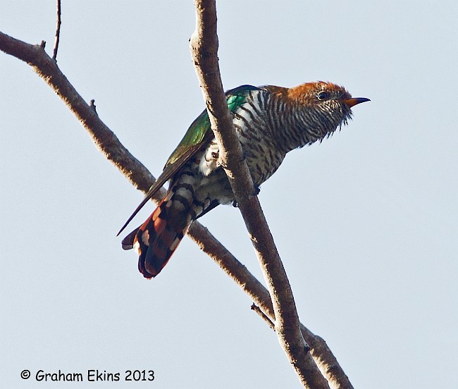 Asian Emerald Cuckoo - ML377420611