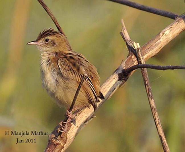 Zitting Cisticola (Western) - ML377420881