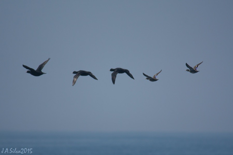 Green-winged Teal - ML37742091