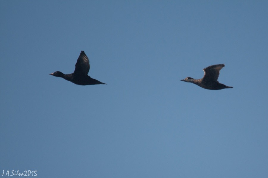 Common Scoter - ML37742161