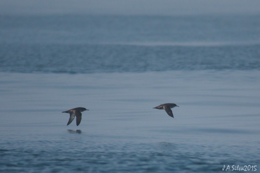 Balearic Shearwater - ML37742171