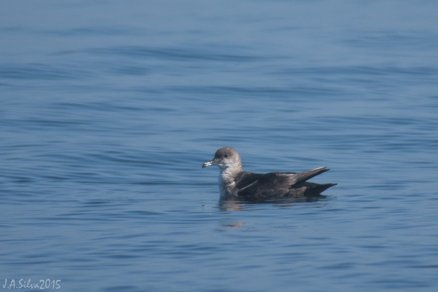 Balearic Shearwater - ML37742181