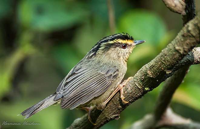 Yellow-throated Fulvetta - Harmenn Huidrom