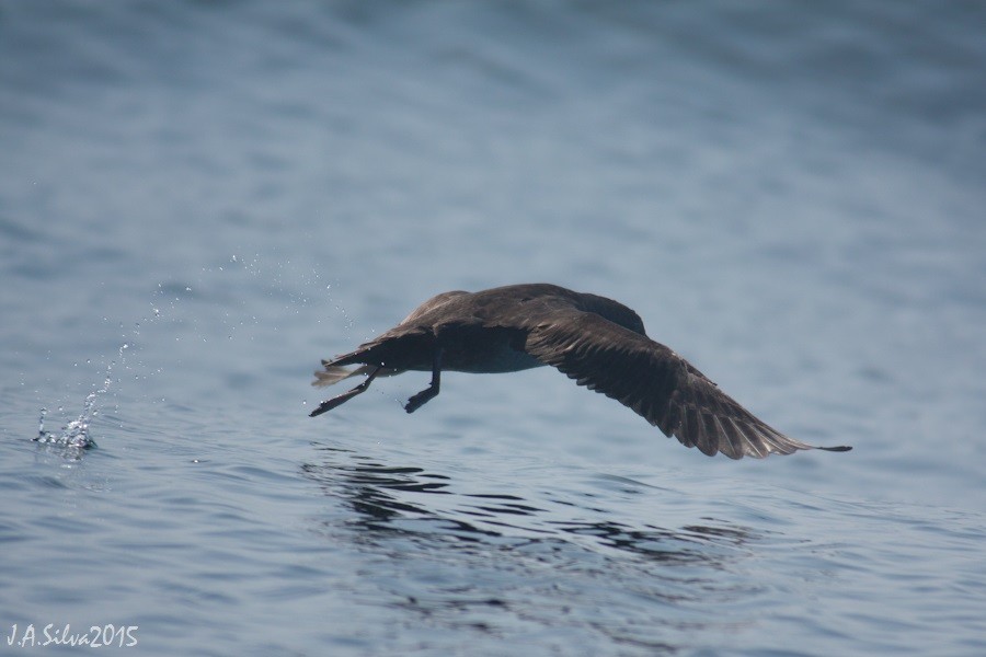 Balearic Shearwater - ML37742211