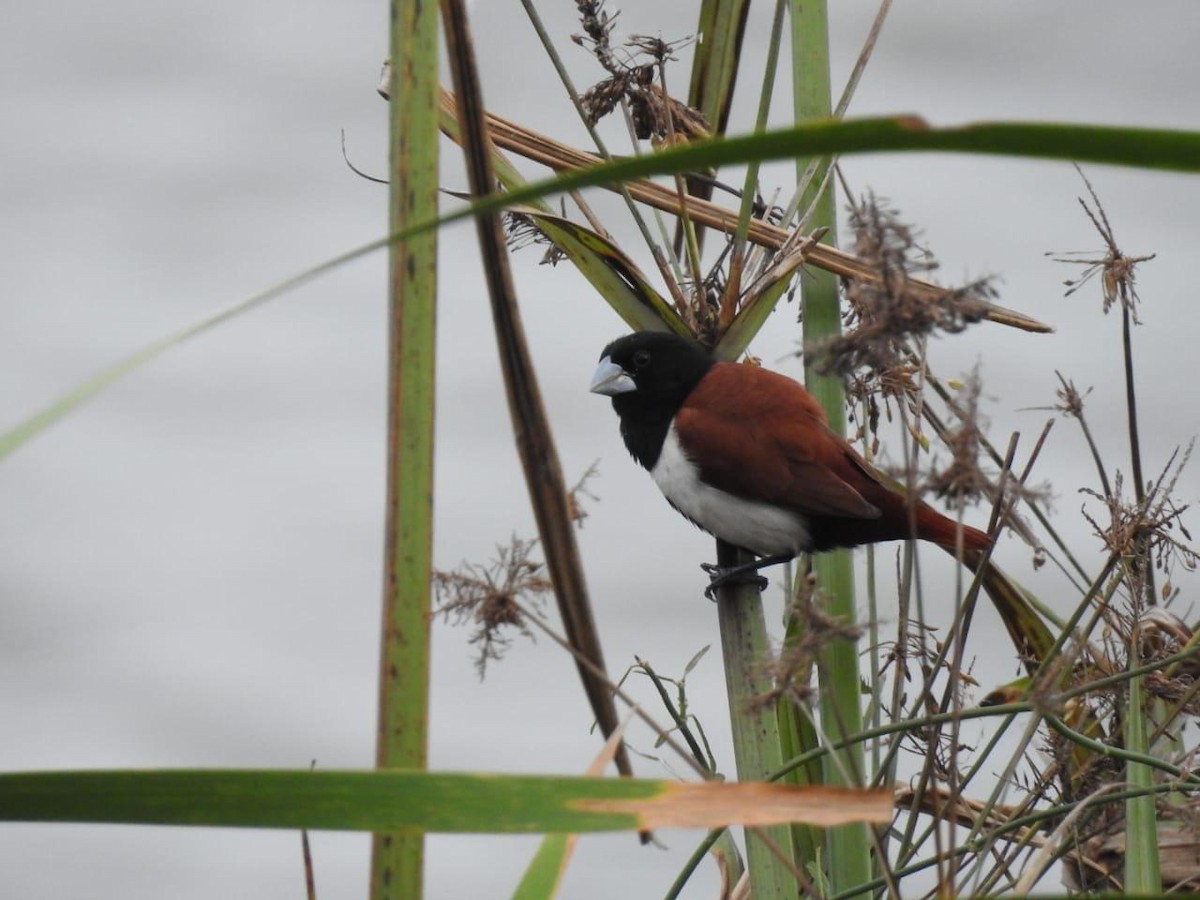 Tricolored Munia - ML377422581