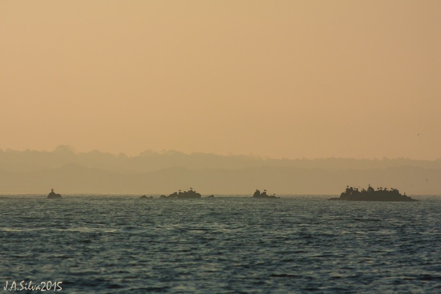 Yellow-legged/Lesser Black-backed Gull - ML37742271
